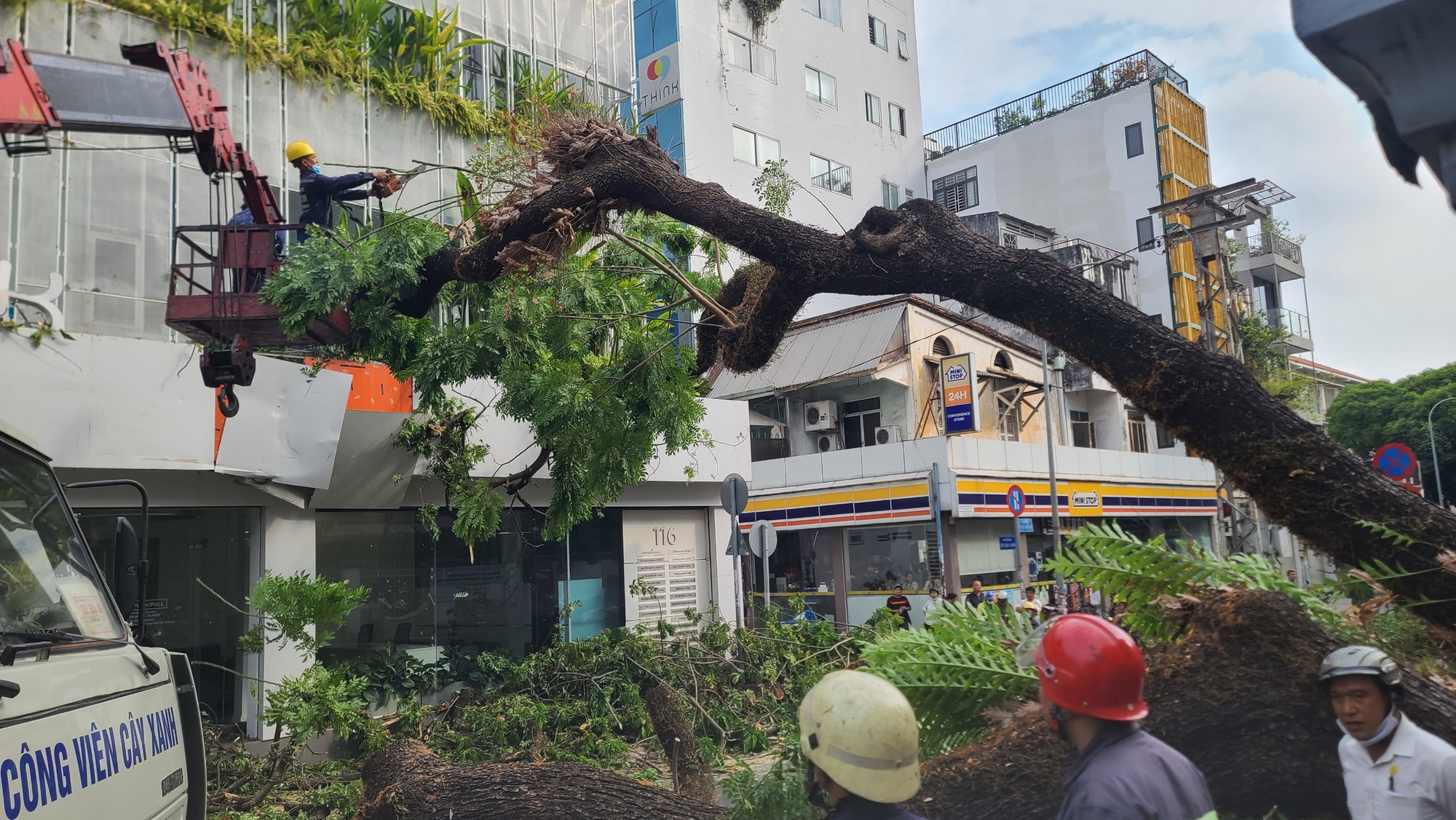 TP.HCM: Cây xanh ngay cổng trường bật gốc ngã, 5 người bị thương  - Ảnh 2.