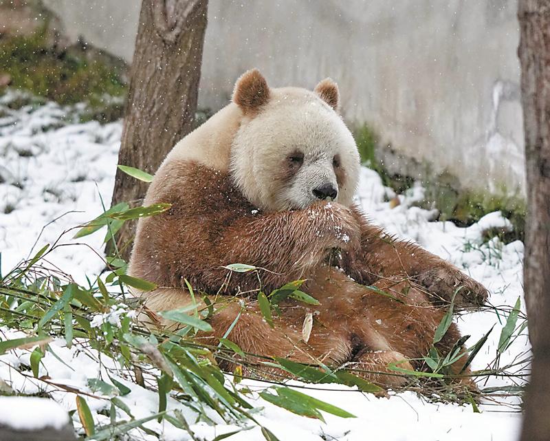 Gấu trúc nâu độc nhất vô nhị: Bị gấu mẹ bỏ rơi trong rừng và được cứu sống, trưởng thành khỏe mạnh nhưng vẫn chưa có con cái sau 6 lần làm bố hụt - Ảnh 1.