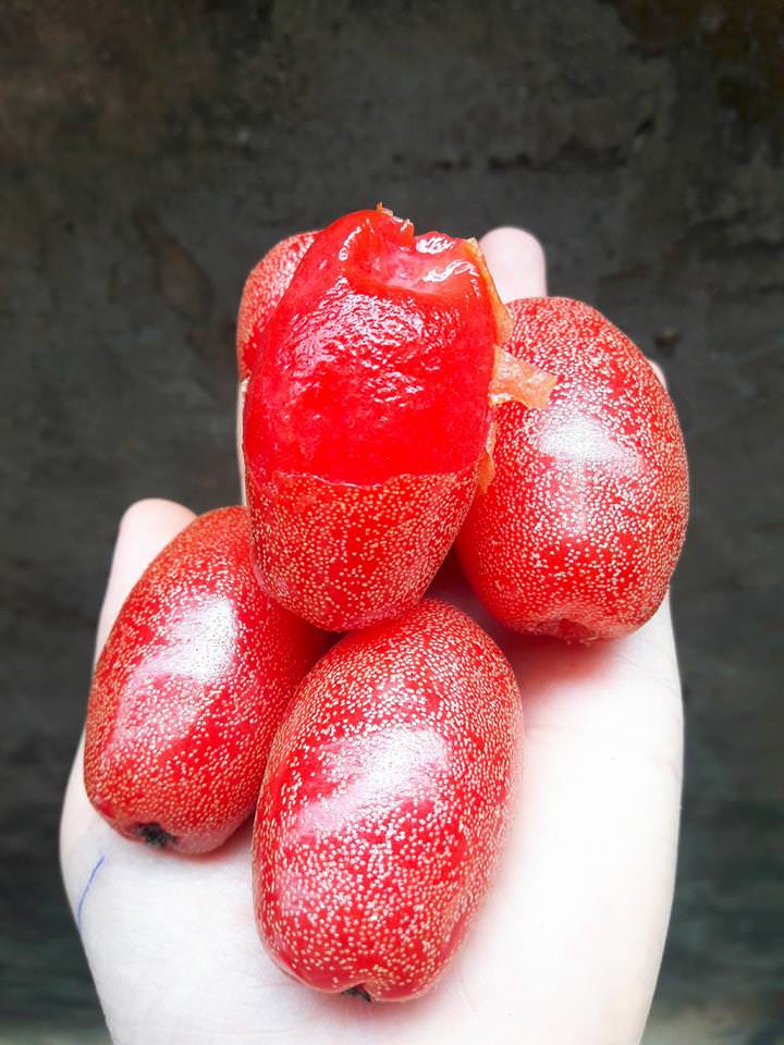 Loại quả giàu vitamin C giúp tăng sinh collagen chứa nhiều canxi và sắt, chợ Việt đang nhiều - Ảnh 3.