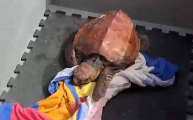 Rare turtle species survive climate change – Thuvienpc.com