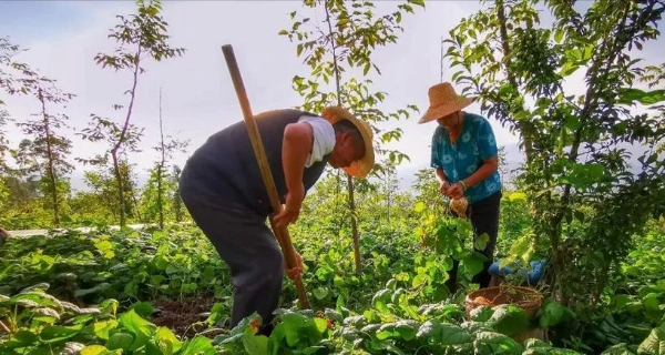 Bán nhà khoảng 3 tỷ đồng ở phố để về quê mua đất trồng rau và nuôi thêm cá: Chưa đầy 1 năm tôi phải vội quay về thành phố - Ảnh 3.