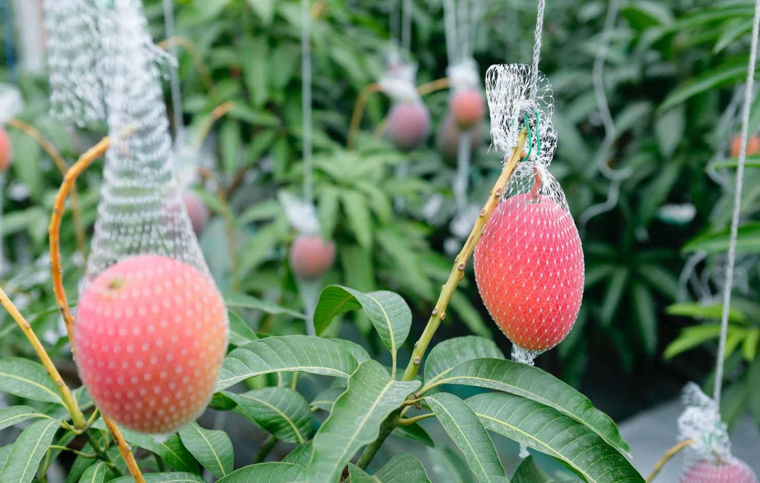 Loại quả bán đầy ở Việt Nam được một người Nhật nâng tầm thành trái cây siêu đắt giá hơn 5 triệu đồng/quả như thế nào? - Ảnh 3.