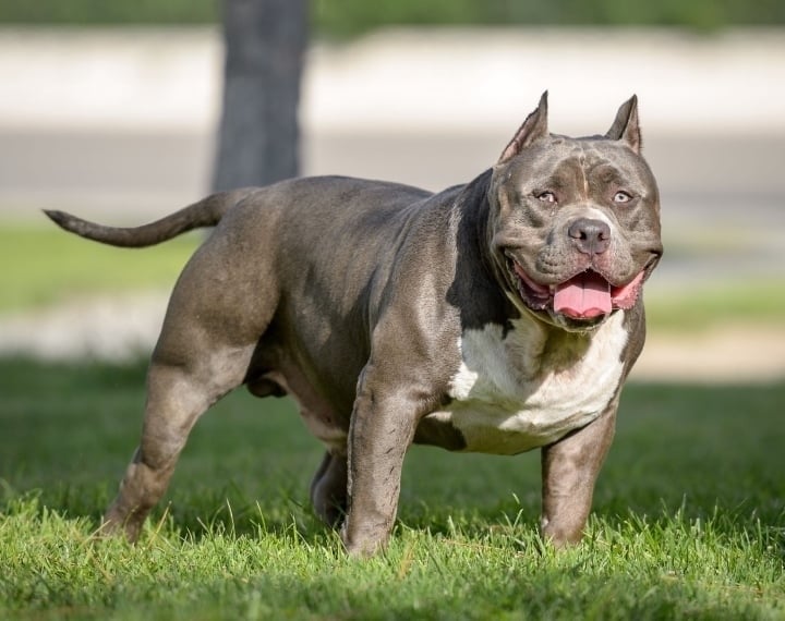 Những cái chết thương tâm vì bị chó Pitbull tấn công - Ảnh 1.