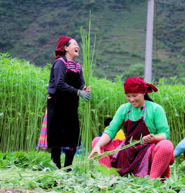 Rộn ràng tiếng cười mùa thu hoạch lanh trên cao nguyên đá Hà Giang - Ảnh 8.