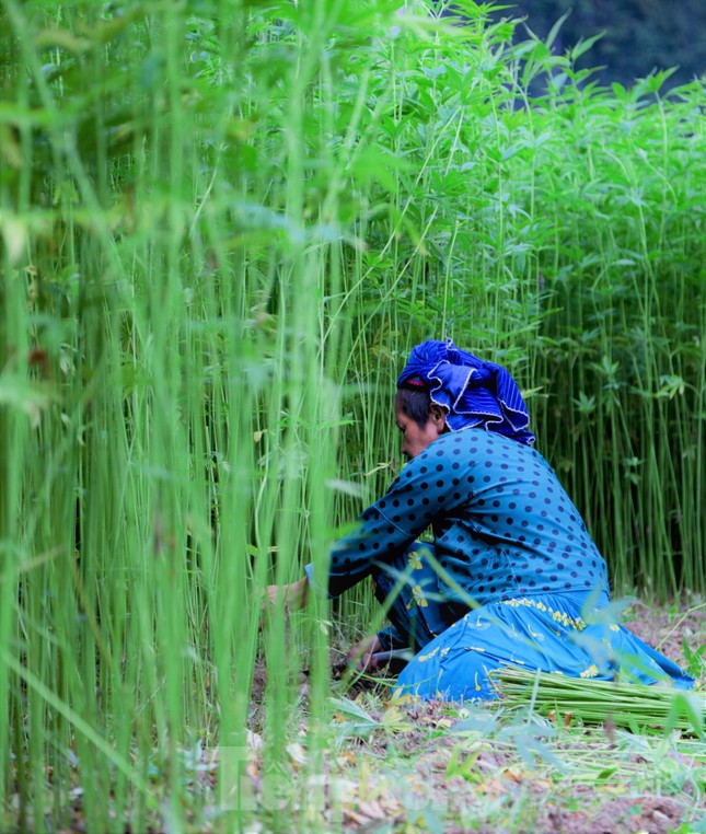 Rộn ràng tiếng cười mùa thu hoạch lanh trên cao nguyên đá Hà Giang - Ảnh 6.