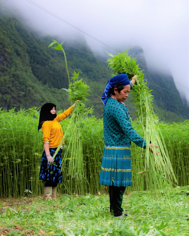 Rộn ràng tiếng cười mùa thu hoạch lanh trên cao nguyên đá Hà Giang - Ảnh 15.