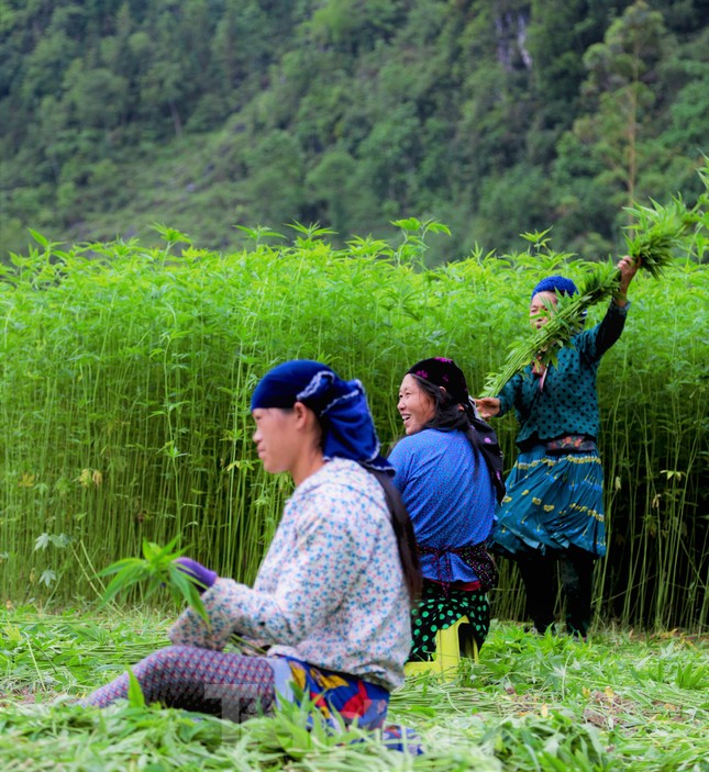 Rộn ràng tiếng cười mùa thu hoạch lanh trên cao nguyên đá Hà Giang - Ảnh 16.