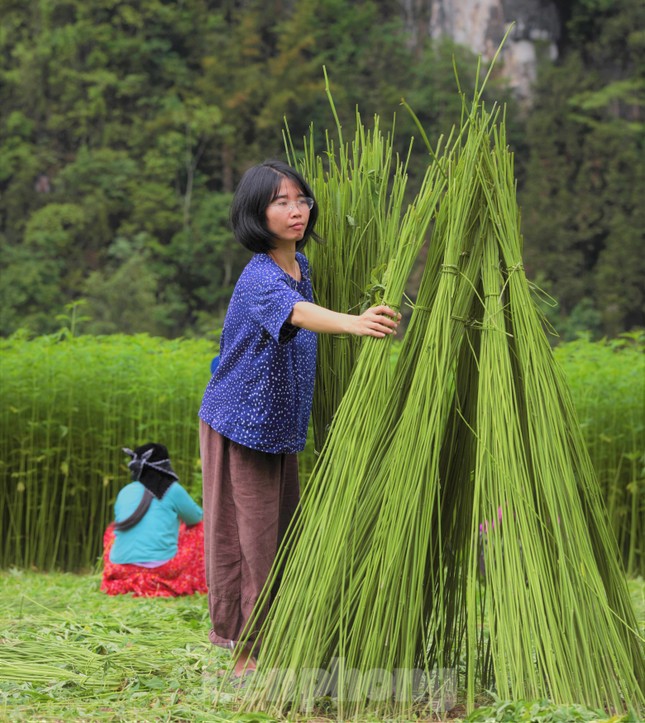 Rộn ràng tiếng cười mùa thu hoạch lanh trên cao nguyên đá Hà Giang - Ảnh 10.