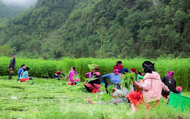 Rộn ràng tiếng cười mùa thu hoạch lanh trên cao nguyên đá Hà Giang - Ảnh 5.