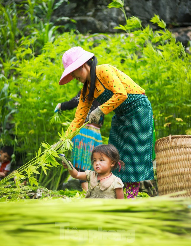 Rộn ràng tiếng cười mùa thu hoạch lanh trên cao nguyên đá Hà Giang - Ảnh 12.