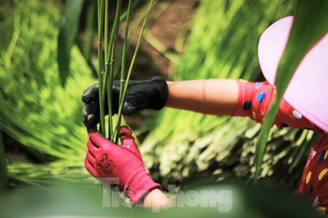 Rộn ràng tiếng cười mùa thu hoạch lanh trên cao nguyên đá Hà Giang - Ảnh 17.