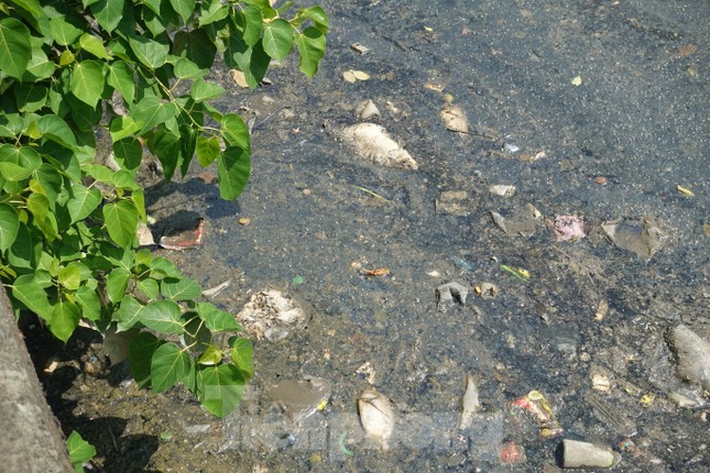 Cá chết, rác thải nổi trên kênh Nhiêu Lộc - Thị Nghè - Ảnh 3.