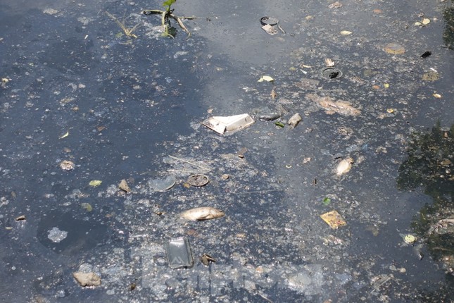 Cá chết, rác thải nổi trên kênh Nhiêu Lộc - Thị Nghè - Ảnh 7.