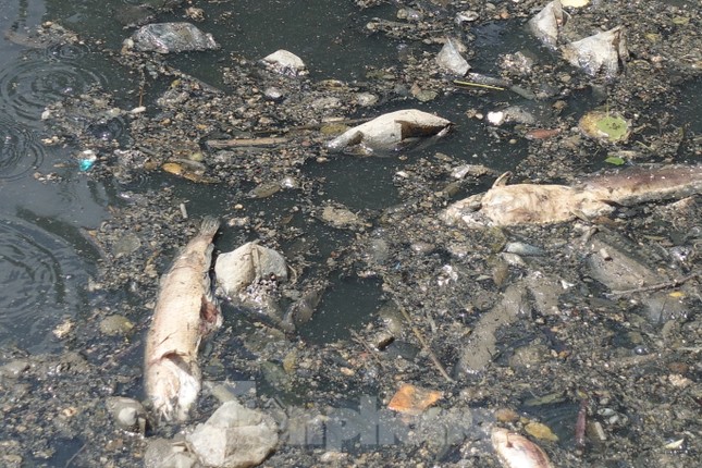 Cá chết, rác thải nổi trên kênh Nhiêu Lộc - Thị Nghè - Ảnh 4.