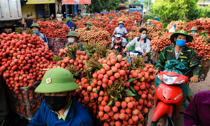 Bắc Giang sẵn sàng cho mùa vải chính vụ - Ảnh 1.