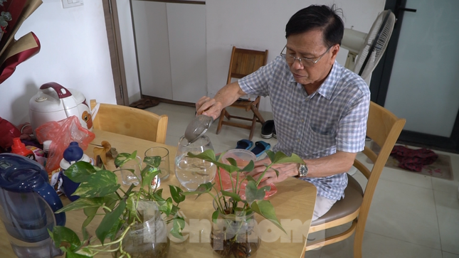 Cụ bà U90 ở Hà Nội làm điều ý nghĩa khi nuôi đàn cá bảy màu - Ảnh 7. Cụ bà U90 ở Hà Nội làm điều ý nghĩa khi nuôi đàn cá bảy màu - Ảnh 7.
