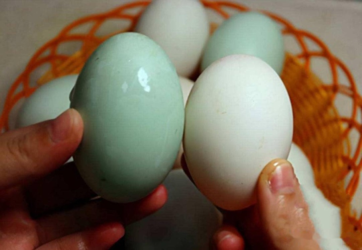 Mua trứng vịt nên chọn quả vỏ trắng hay vỏ xanh? - Ảnh 2.