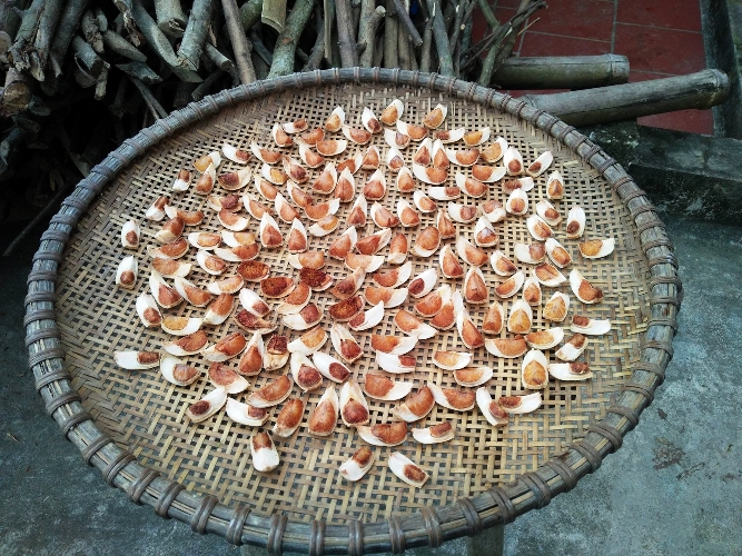 Câu đố: Mặc áo xanh, đội nón xanh/ Đi quanh một vòng/ Mặc áo trắng, đội nón trắng - Là cái gì? - Ảnh 1. Câu đố: Mặc áo xanh, đội nón xanh/ Đi quanh một vòng/ Mặc áo trắng, đội nón trắng - Là cái gì? - Ảnh 1.