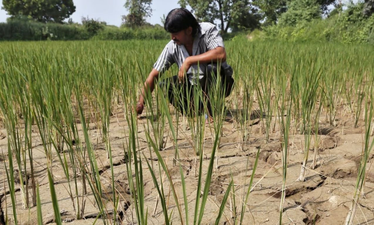 El Nino khả năng cao trở lại vào tháng tới: Biến đổi khí hậu đe dọa nhà cung gạo hàng đầu thế giới - Ảnh 1. El Nino khả năng cao trở lại vào tháng tới: Biến đổi khí hậu đe dọa nhà cung gạo hàng đầu thế giới - Ảnh 1.