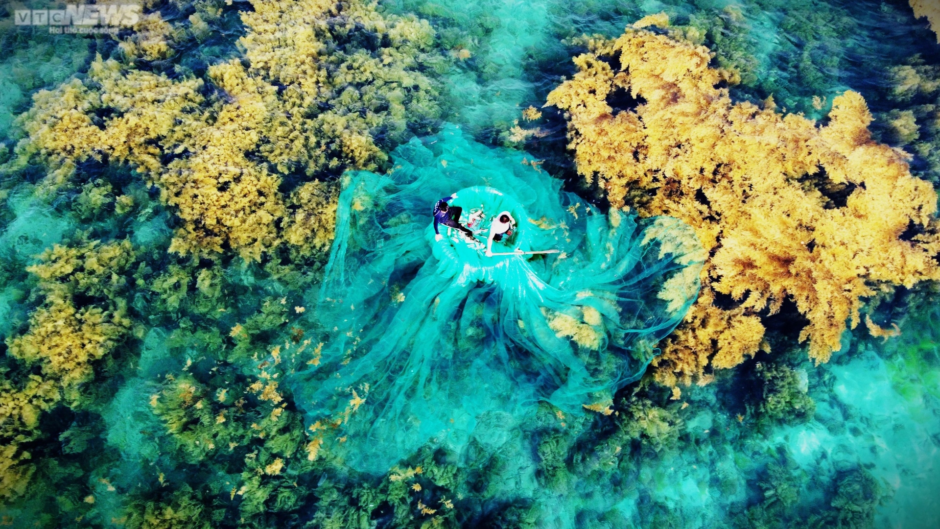 Ngất ngây 'cánh đồng vàng' dưới biển xanh trong ở đảo Hòn Khô, Bình Định - Ảnh 6.