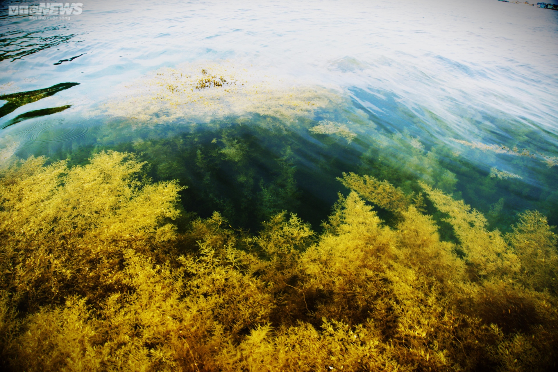 Ngất ngây 'cánh đồng vàng' dưới biển xanh trong ở đảo Hòn Khô, Bình Định - Ảnh 10.