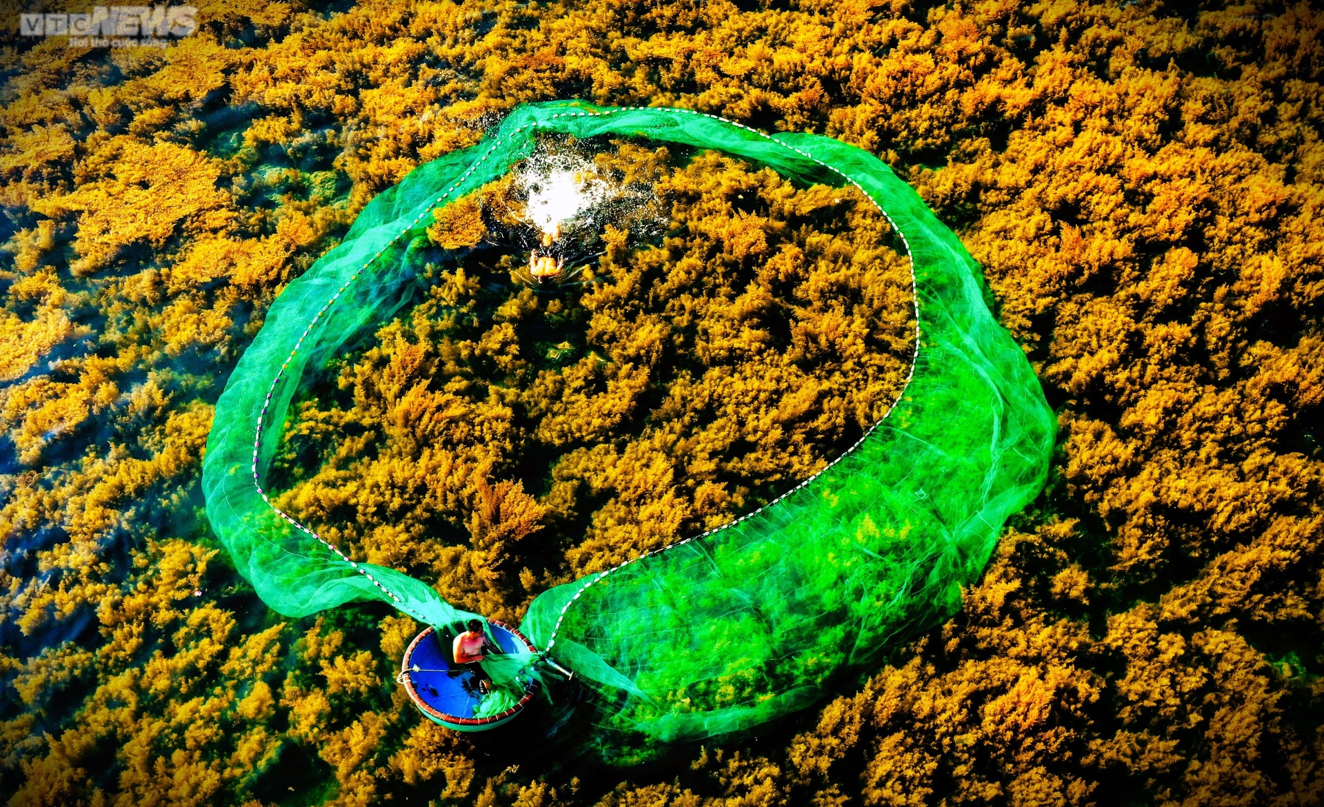 Ngất ngây 'cánh đồng vàng' dưới biển xanh trong ở đảo Hòn Khô, Bình Định - Ảnh 4.
