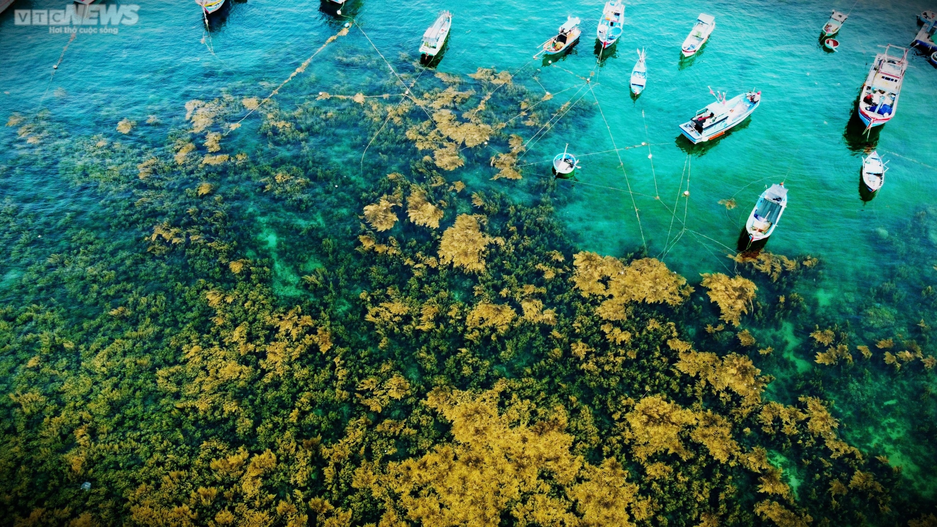 Ngất ngây 'cánh đồng vàng' dưới biển xanh trong ở đảo Hòn Khô, Bình Định - Ảnh 3.