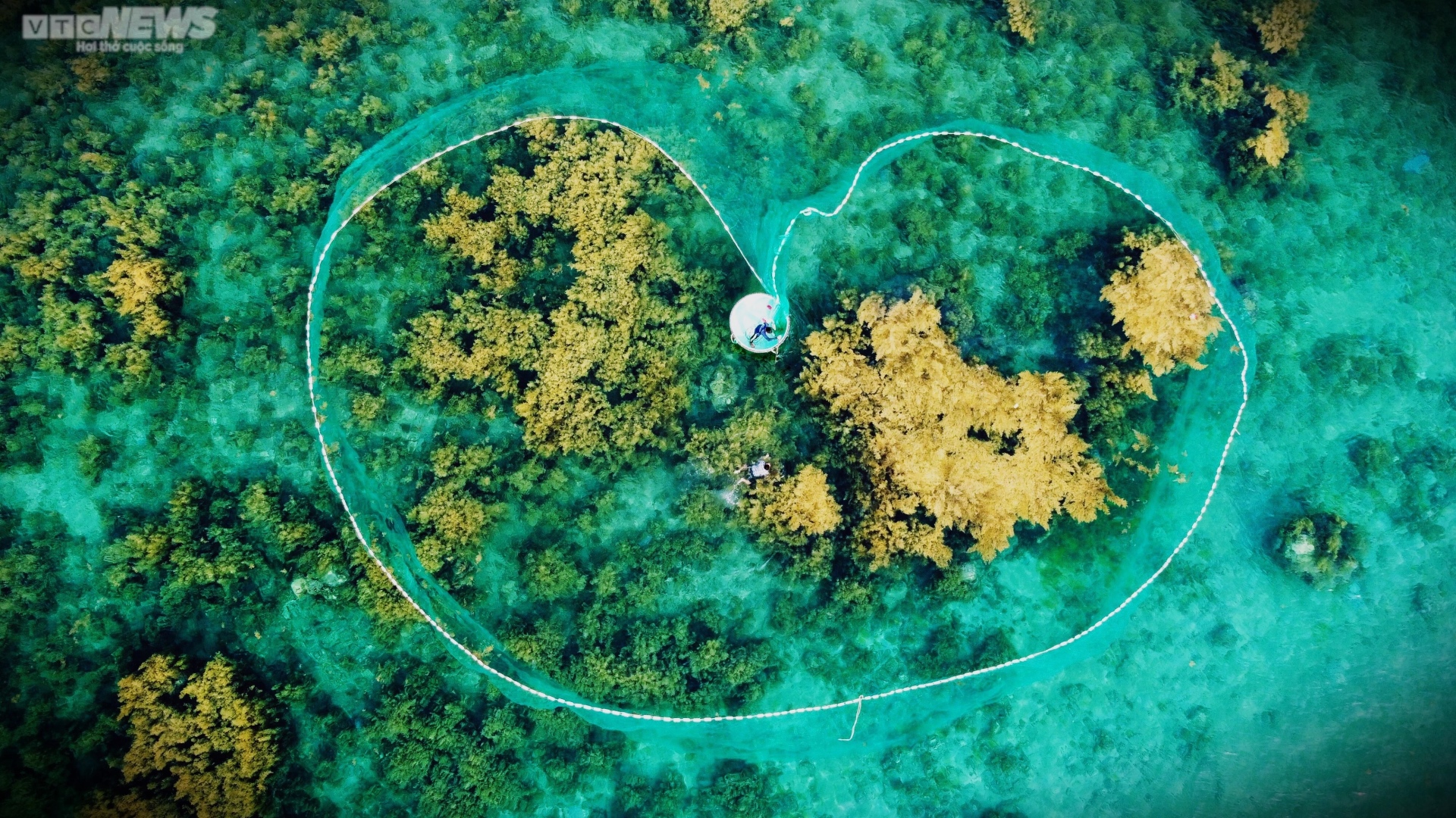Ngất ngây 'cánh đồng vàng' dưới biển xanh trong ở đảo Hòn Khô, Bình Định - Ảnh 7.