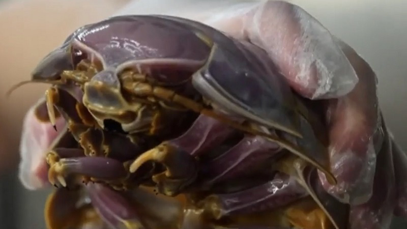 Món mì bọ biển khổng lồ ở Đài Loan (Trung Quốc) hút khách - Ảnh 1.