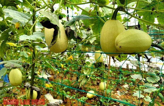 Thưởng thức quả bí sợi mì độc lạ ở Đà Lạt, trồng không đủ bán - Ảnh 10.