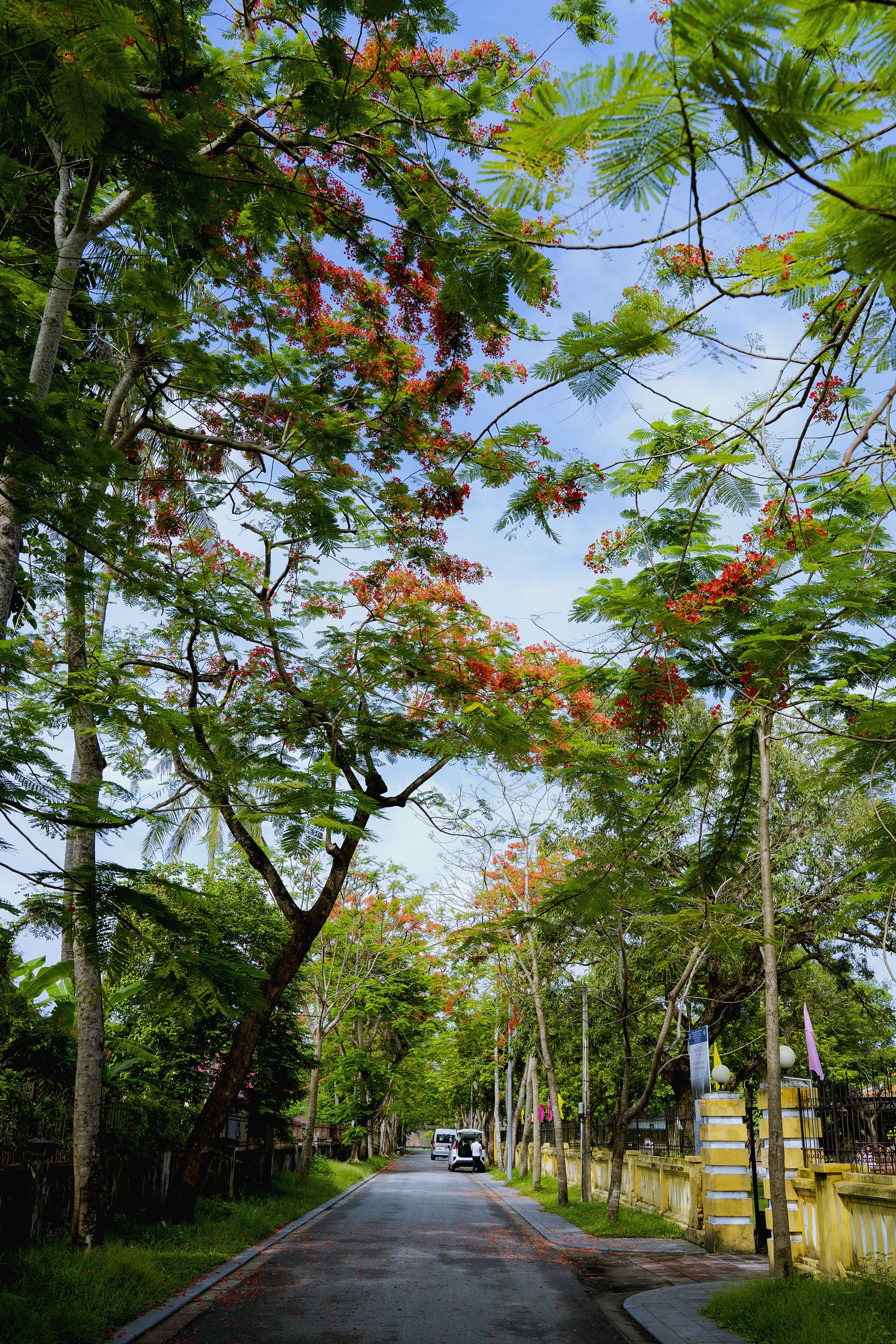 Đẹp nao lòng hoa phượng vĩ trong Hoàng cung Huế - Ảnh 4.