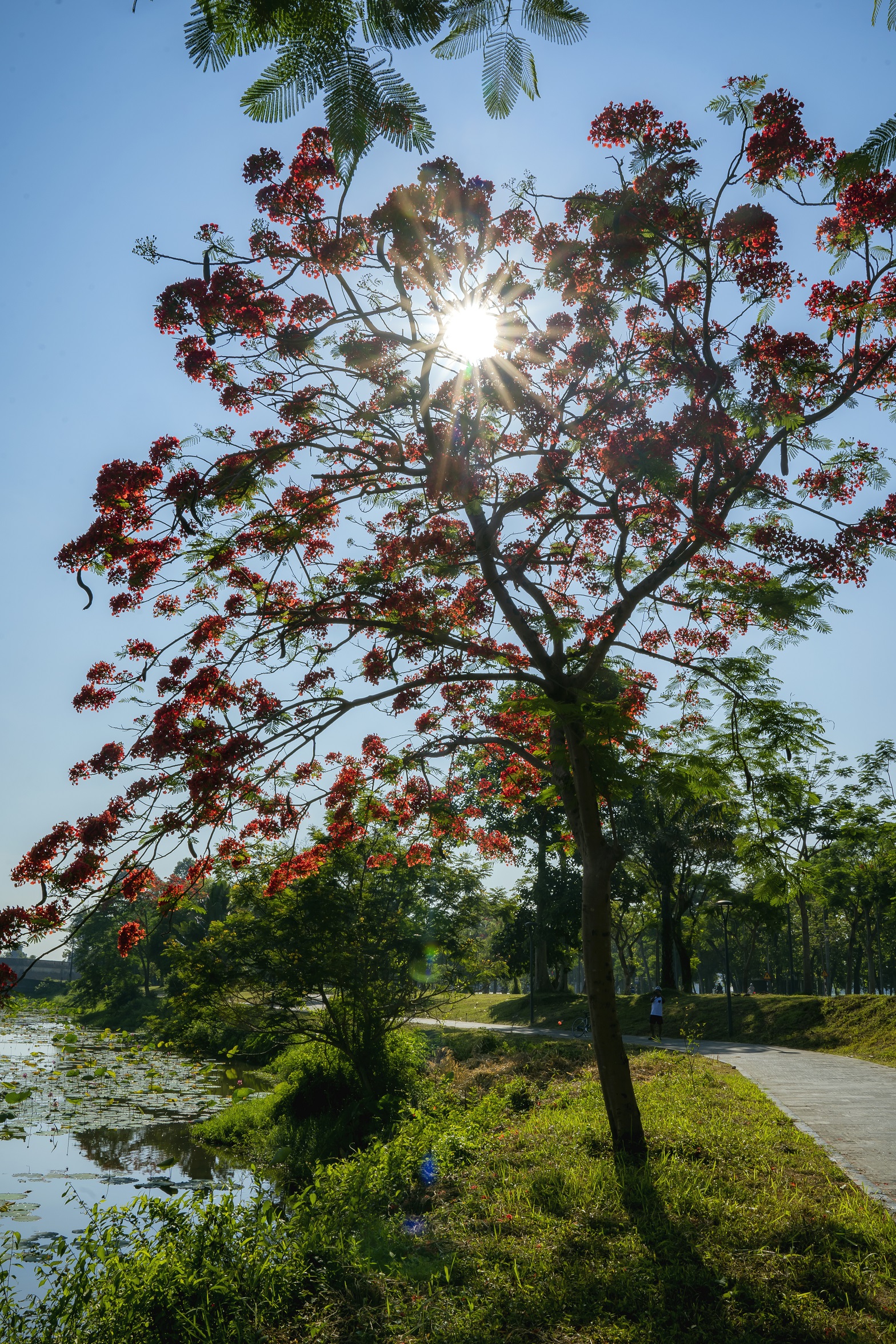 Đẹp nao lòng hoa phượng vĩ trong Hoàng cung Huế - Ảnh 8.