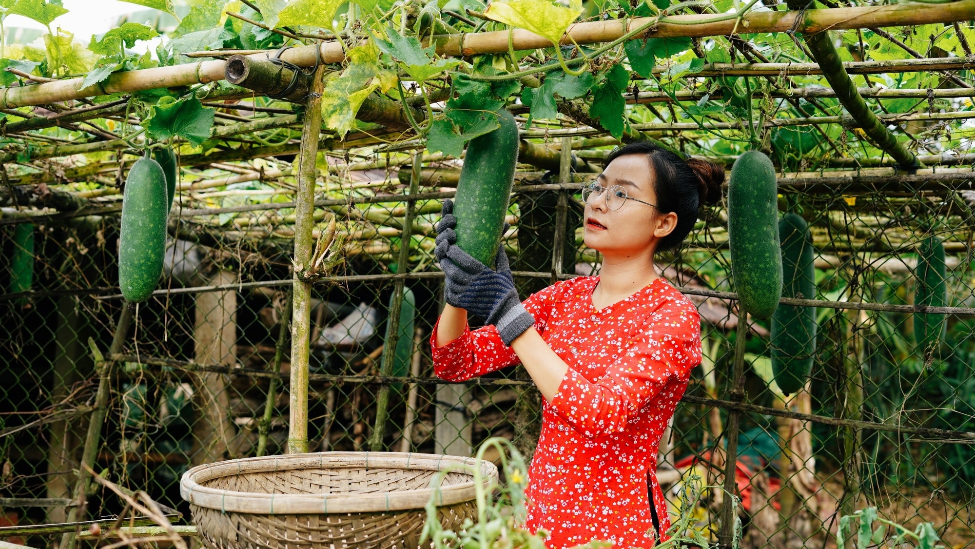 Cô gái sinh năm 1999 có sở thích trồng trọt, quyết định về vườn dù học xong có việc làm ngay - Ảnh 1.