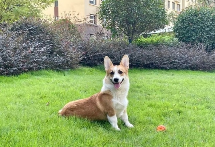 Giết ch&oacute; cưng dọa vợ, người đ&agrave;n &ocirc;ng gặp quả đắng - Ảnh 2.