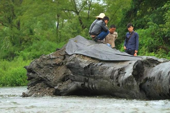 Đào được khúc gỗ 20m &quot;đen sì&quot; từ dưới sông, anh nông dân run rẩy khi nghe chuyên gia phán: &quot;Nó đáng giá hàng trăm tỷ đồng&quot; - Ảnh 4.