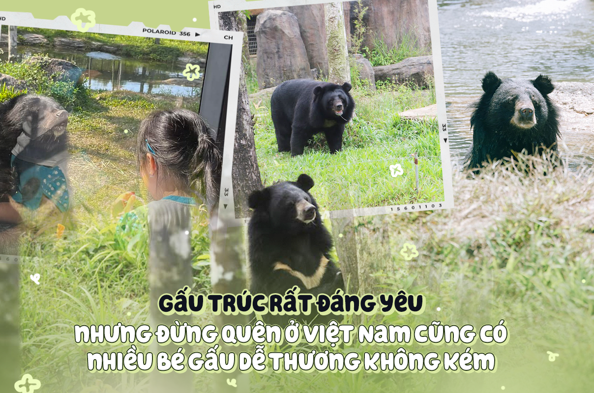 Những chú gấu ở Việt Nam độ hài hước cũng không thua gì gấu trúc đang làm mưa làm gió - Ảnh 1.