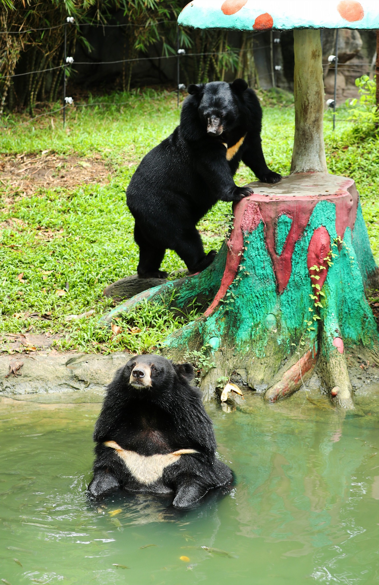 Những &quot;cây hài&quot; gấu đen ở Việt Nam duyên dáng không thua gì &quot;danh hài&quot; gấu trúc đang làm mưa làm gió - Ảnh 10.