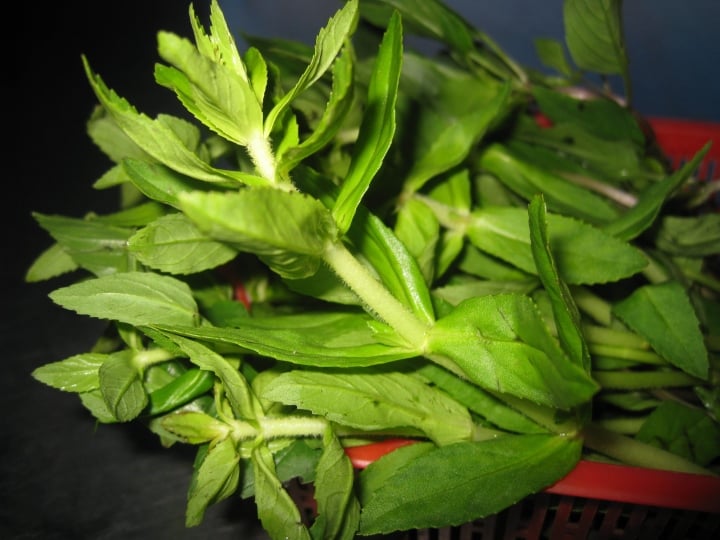 Cây rau ngổ: Công dụng, những bài thuốc tốt cho sức khỏe và lưu ý khi dùng - Ảnh 1. Cây rau ngổ: Công dụng, những bài thuốc tốt cho sức khỏe và lưu ý khi dùng - Ảnh 1.