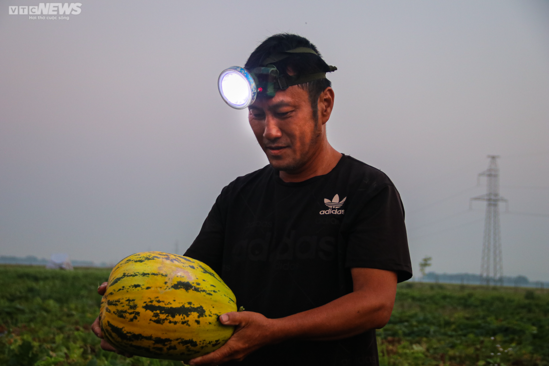 Tránh nắng nóng 42 độ C, nông dân Hà Tĩnh đội đèn thu hoạch dưa từ tờ mờ sáng - Ảnh 2.