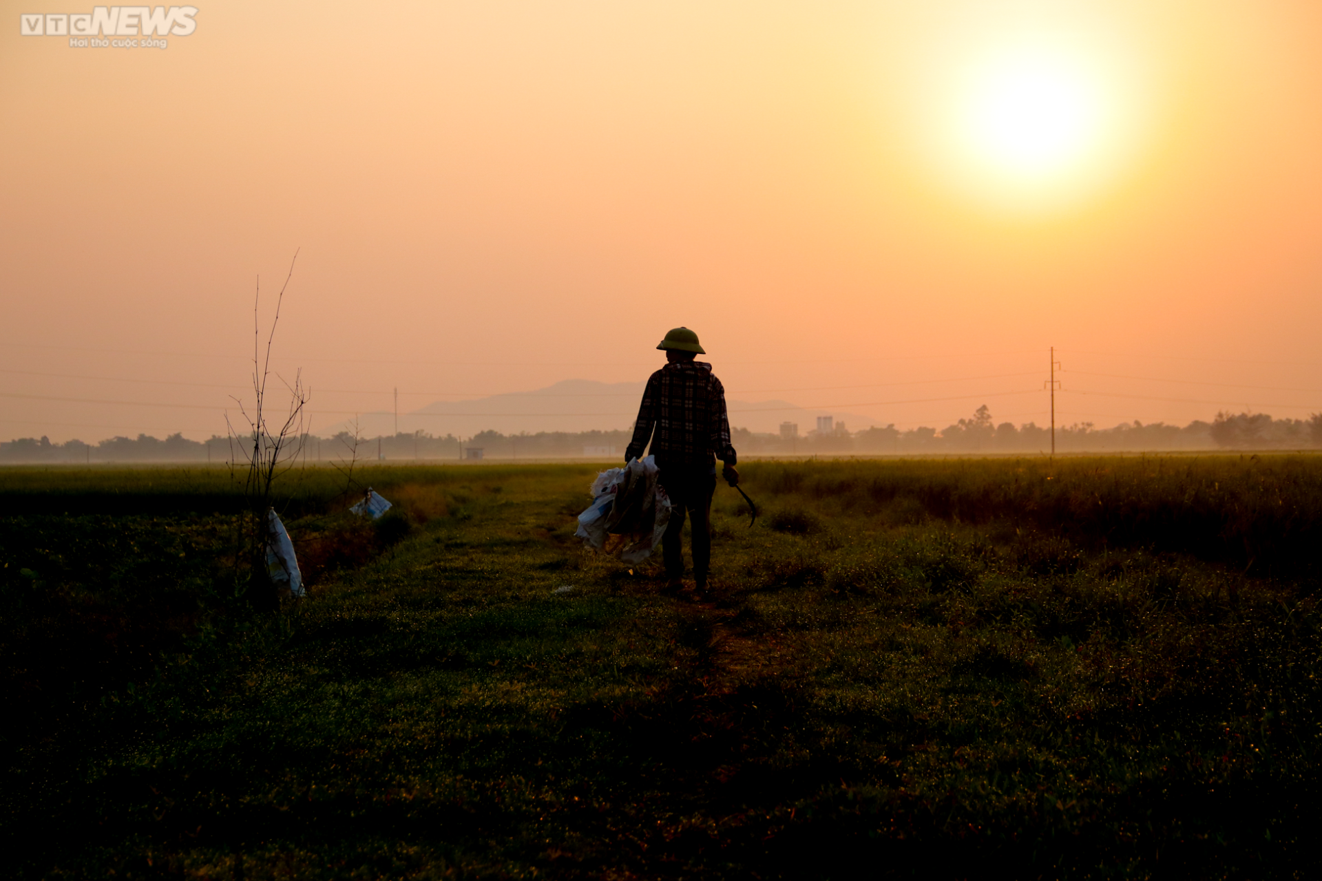 Tránh nắng nóng 42 độ C, nông dân Hà Tĩnh đội đèn thu hoạch dưa từ tờ mờ sáng - Ảnh 1.