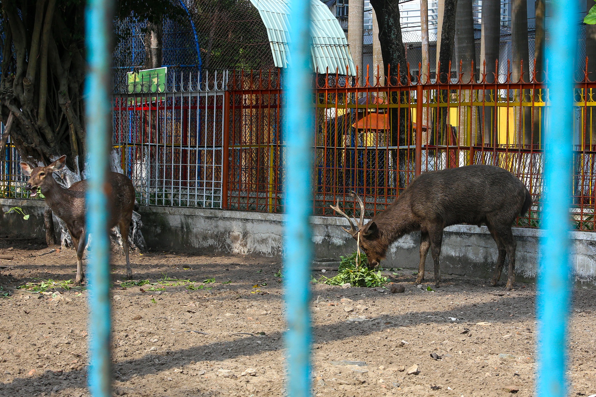 Những con vật đang sống ủ rũ, chật hẹp trong vườn thú duy nhất ở Đà Nẵng - Ảnh 2.