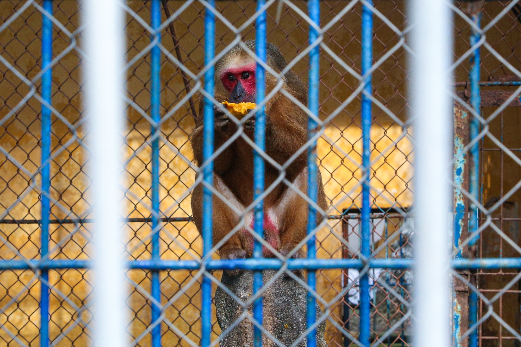 Những con vật đang sống ủ rũ, chật hẹp trong vườn thú duy nhất ở Đà Nẵng - Ảnh 12.