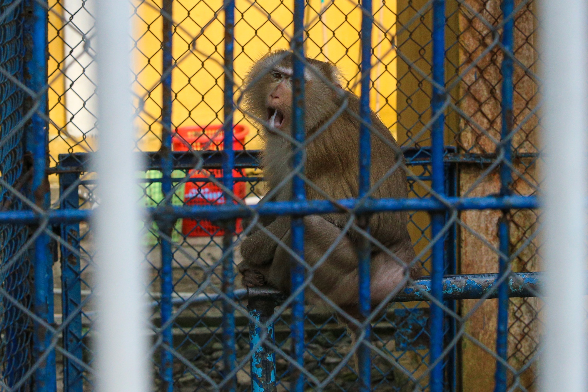 Những con vật đang sống ủ rũ, chật hẹp trong vườn thú duy nhất ở Đà Nẵng - Ảnh 4.