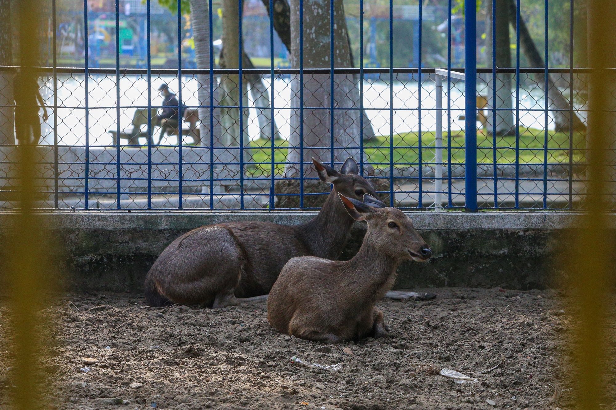 Những con vật đang sống ủ rũ, chật hẹp trong vườn thú duy nhất ở Đà Nẵng - Ảnh 6.