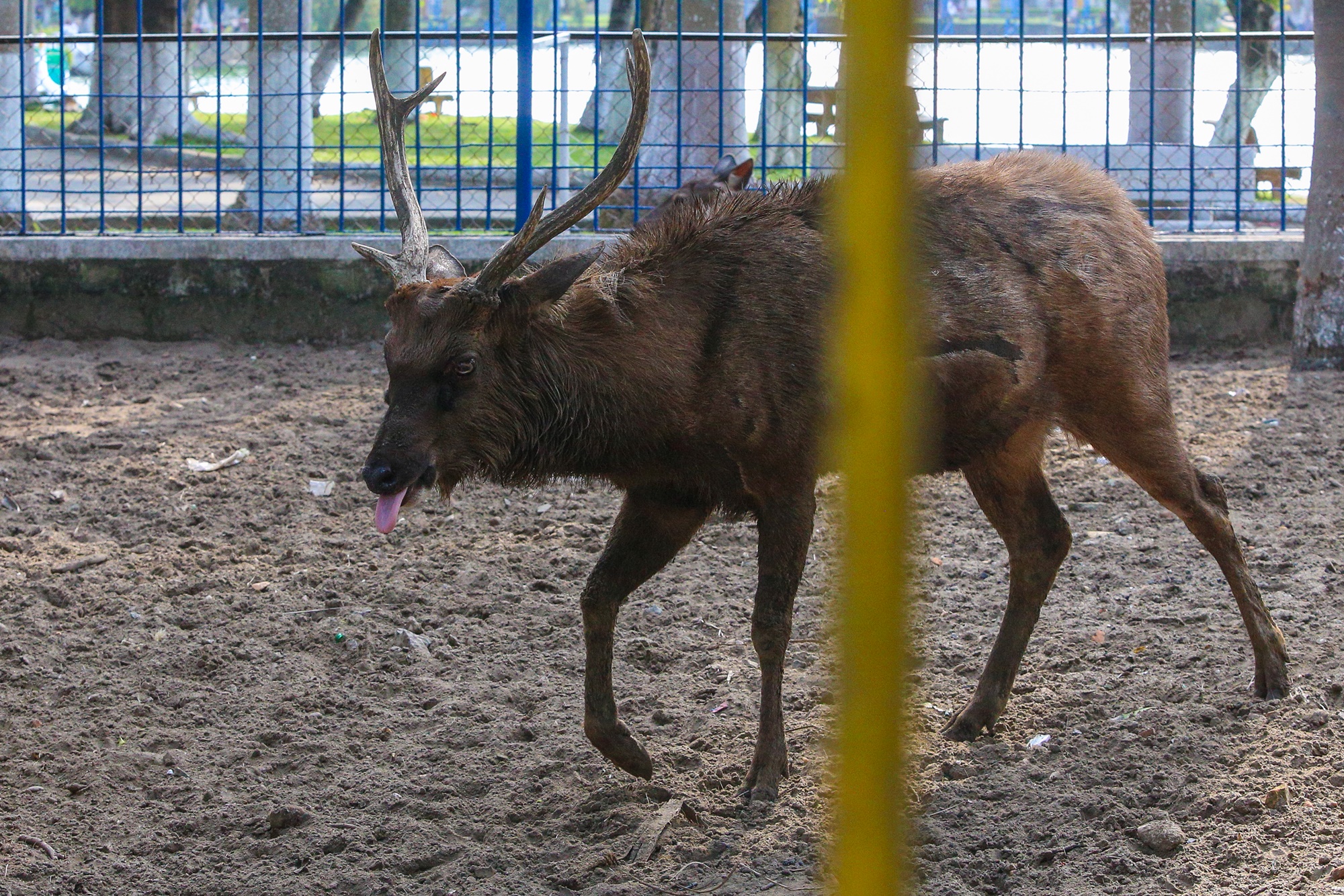 Những con vật đang sống ủ rũ, chật hẹp trong vườn thú duy nhất ở Đà Nẵng - Ảnh 14.