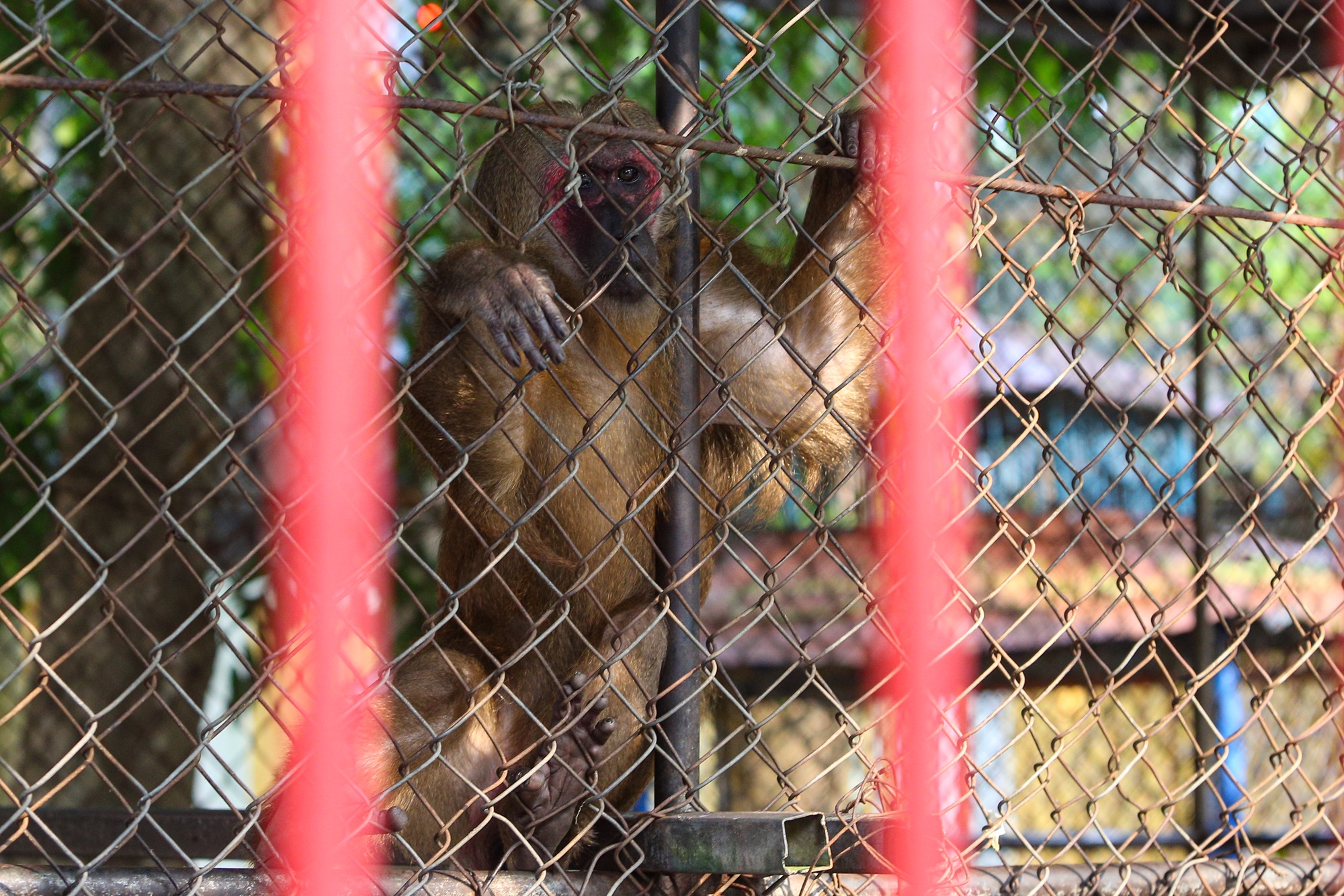 Những con vật đang sống ủ rũ, chật hẹp trong vườn thú duy nhất ở Đà Nẵng - Ảnh 3.