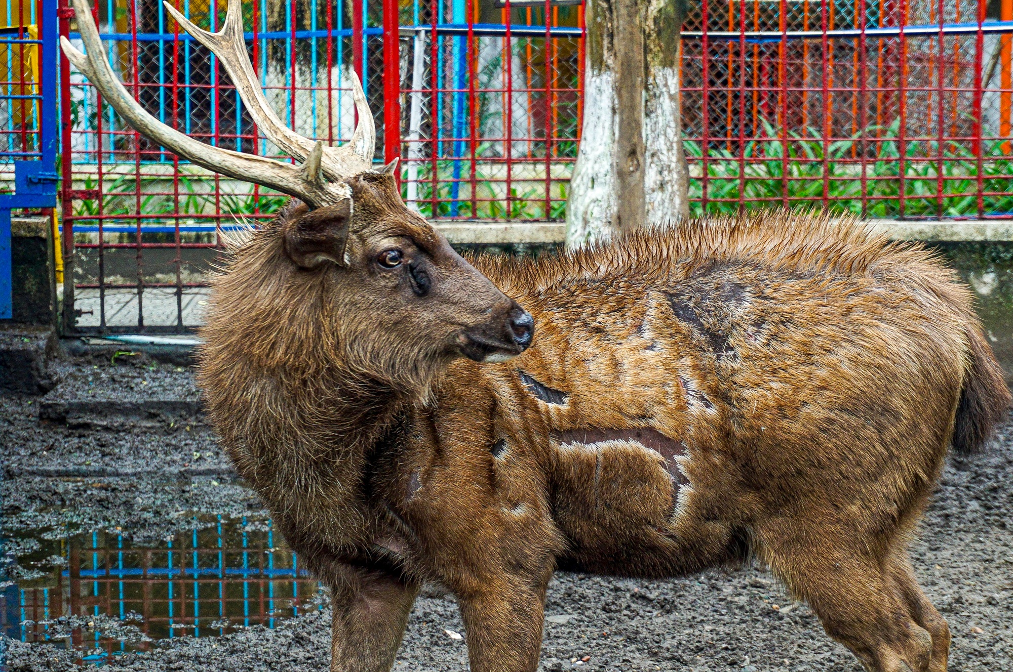 Những con vật đang sống ủ rũ, chật hẹp trong vườn thú duy nhất ở Đà Nẵng - Ảnh 7.