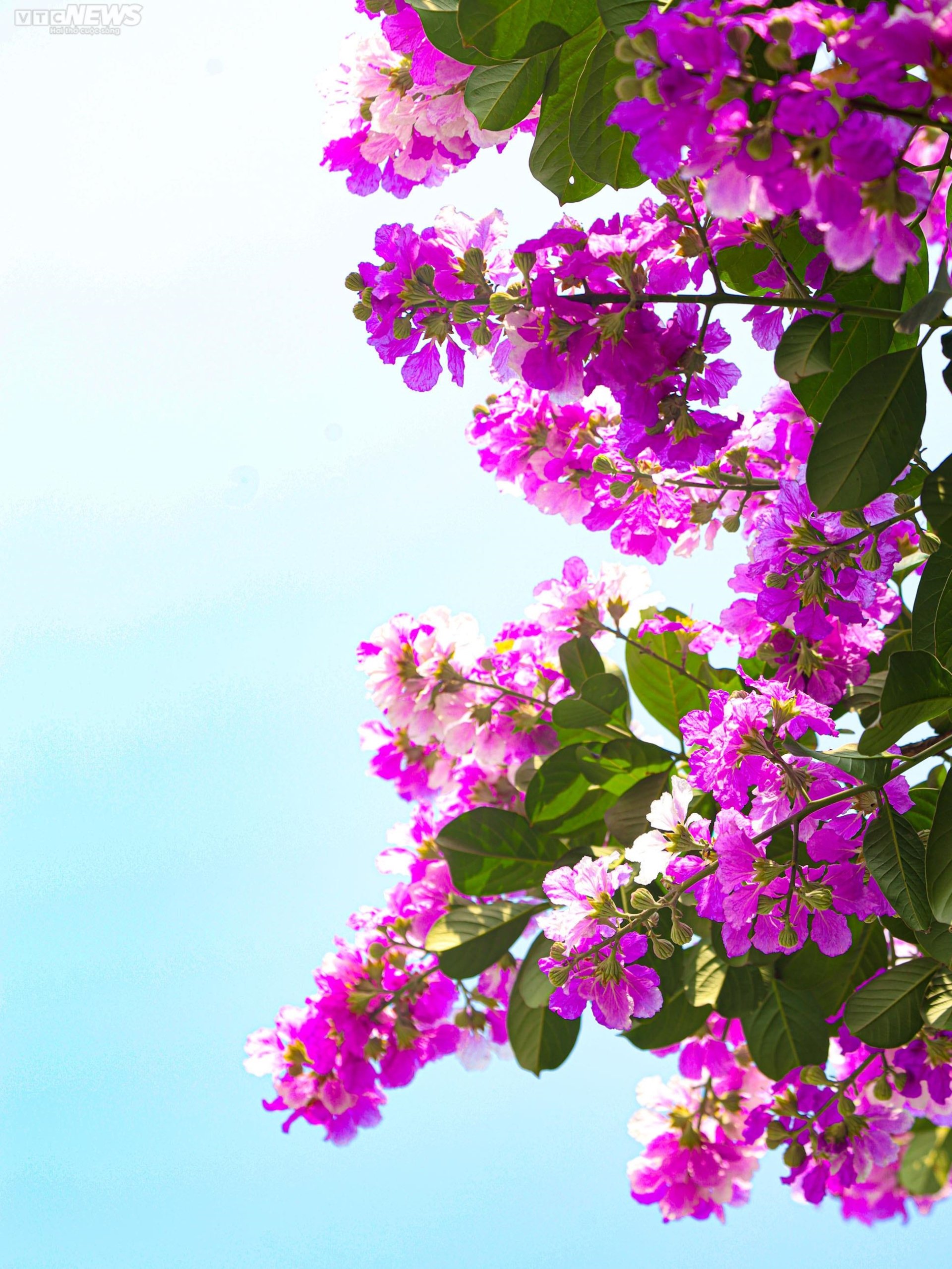 Hình ảnh hình nền hoa bằng lăng tím đẹp nhất  VFOVN
