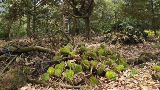 Gió lốc &quot;thổi bay&quot; 1.000 tấn sầu riêng - Ảnh 1.