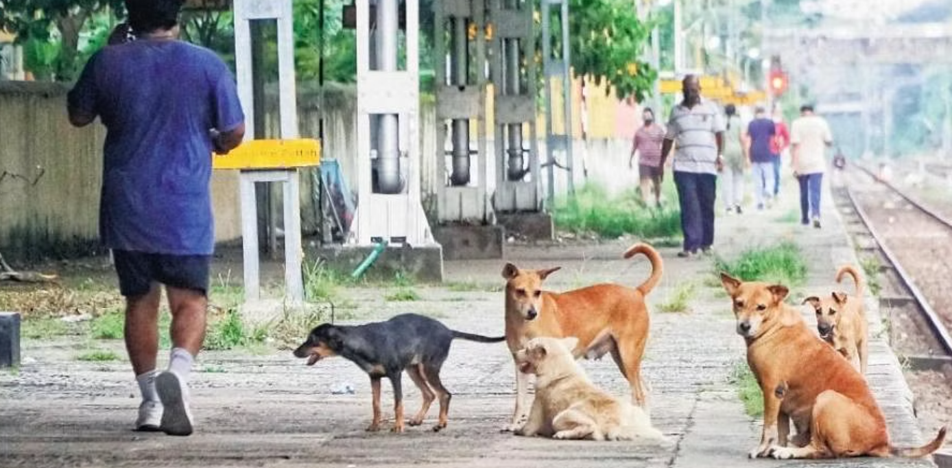 Vì sao chó bỗng trở thành mối nguy hại mới tại Ấn Độ? - Ảnh 4.
